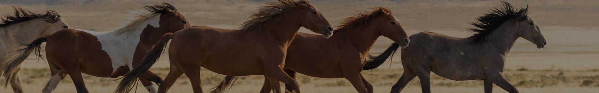 biegnące konie - banner